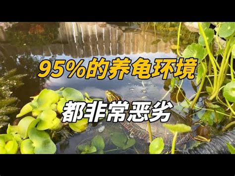 烏龜生蛋風水 幼兒傷風感冒藥水